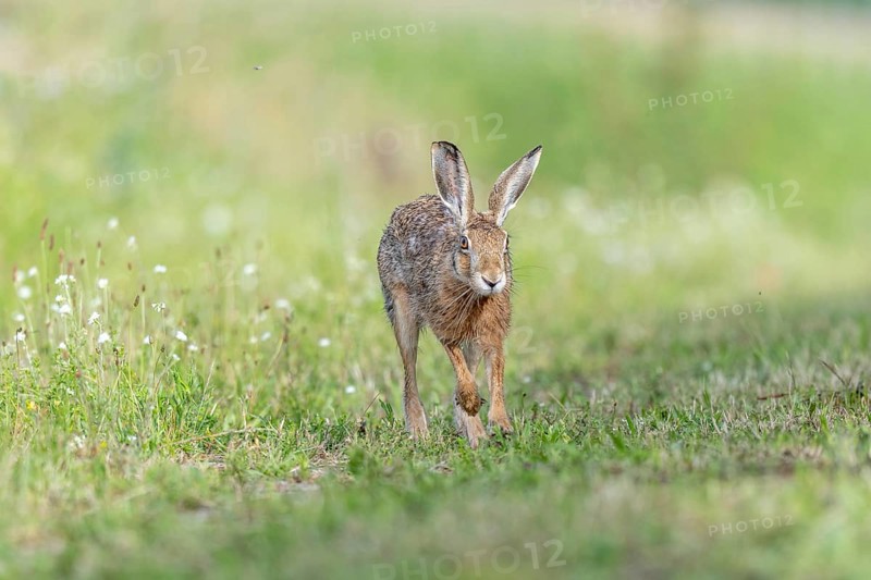 European hare (Lepus europaeus) Brown hare in motion hopping in a meadow. Kaiserstuhl, Freiburg im Breisgau, Baden-Württemberg, Germany, Europe