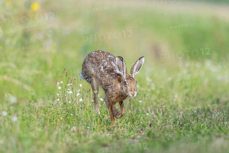 European hare (Lepus europaeus) Brown hare in motion hopping in a meadow. Kaiserstuhl, Freiburg im Breisgau, Baden-Württemberg, Germany, Europe