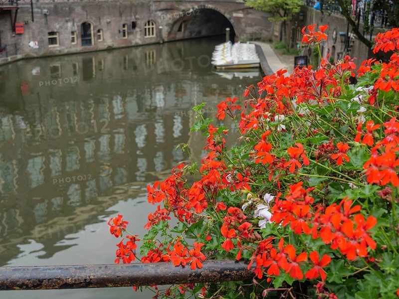 Vibrant red flowers on the edge of a canal with a view of a bridge and calm water, utrecht, Netherlands
