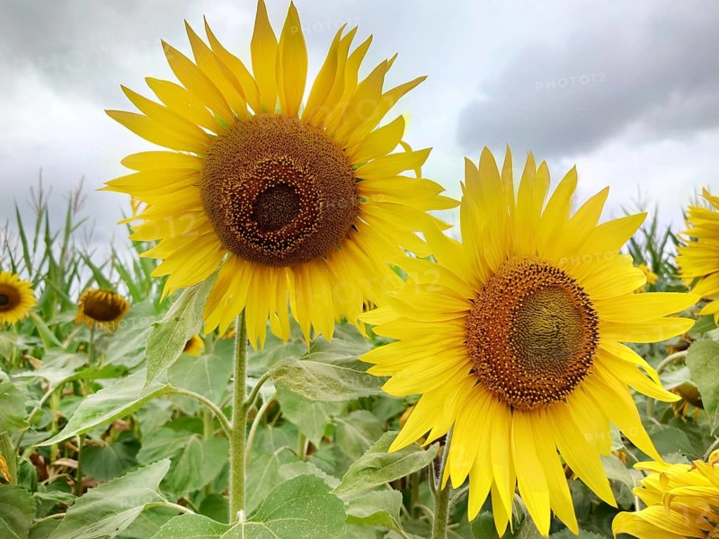 Two vibrant sunflowers (Helianthus) stand tall against a backdrop of green leaves and a cloudy sky in a summer field