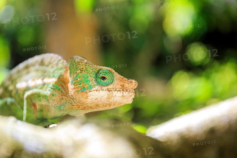 Female Parson's Chameleon sitting on tree branch at Madraka Reptile Farm, Madagascar, Africa