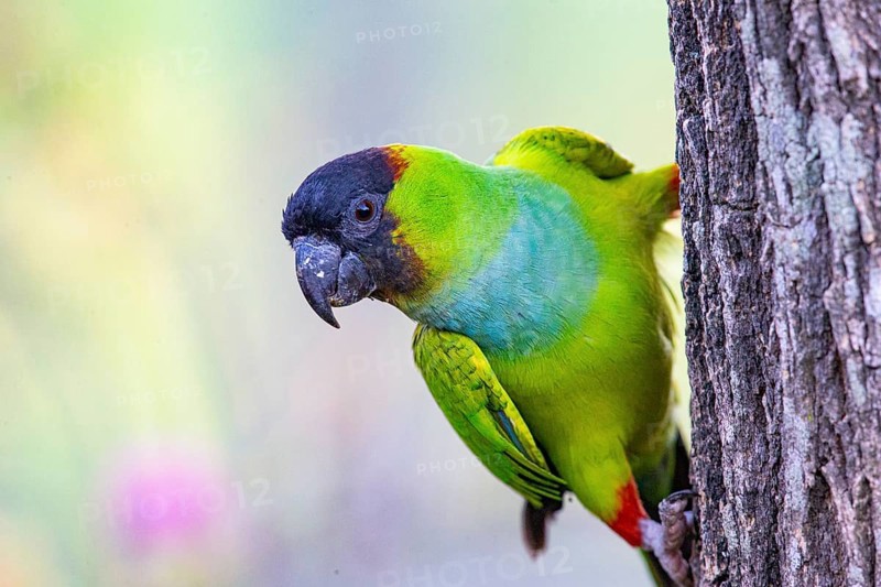 Nanday parakeet (Aratinga nenday) Pantanal Brazil