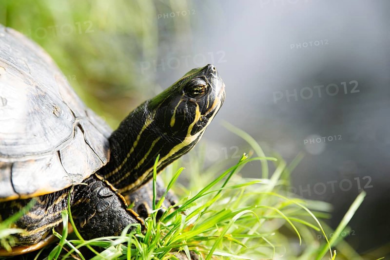 Yellow bellied eared turtle sitting on the riverbank of a pond, Trachemys scripta living in the US, Virigina, Florida and Europe, reptile animal
