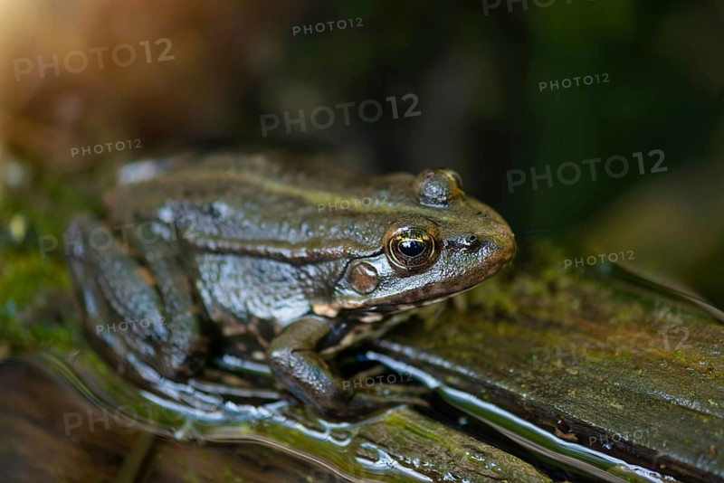 Aga toad, bufo marinus sitting on a tree log, amphibian inhabitant in wetland eco system, Haff Reimech