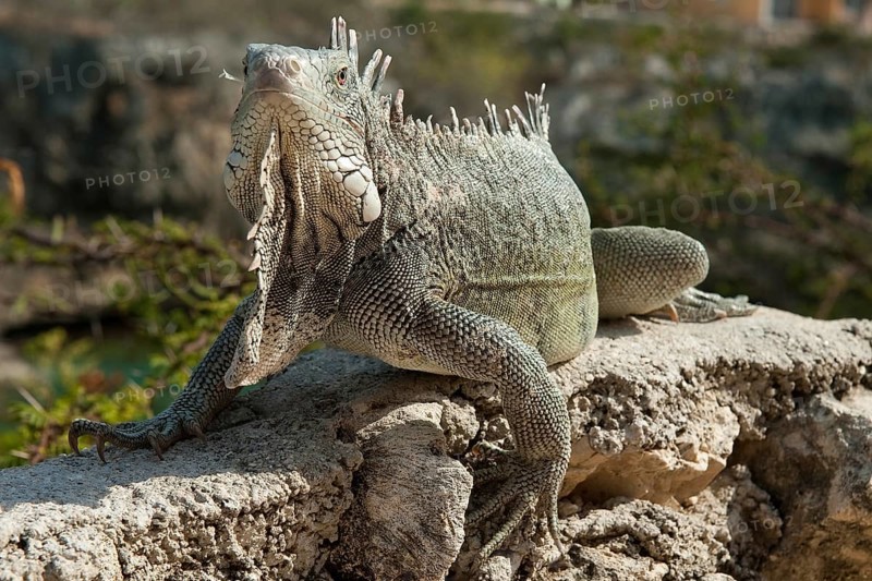 Green iguana (Iguana iguana) looking directly at viewer, Caribbean, Windward Islands, Netherlands Antilles, ABC Islands ABC Islands, Curaçao Curacao