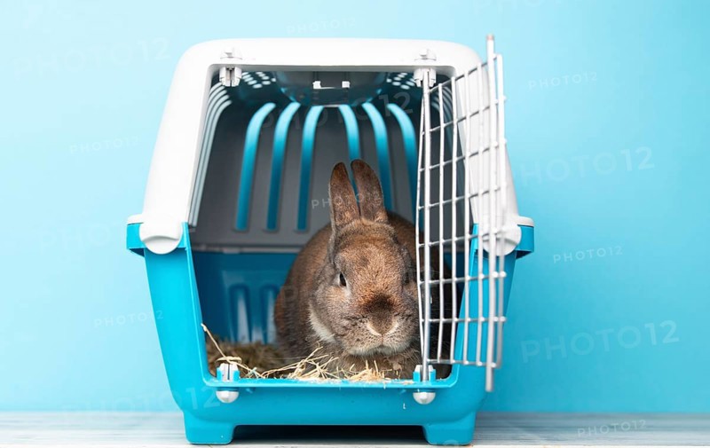 Rabbit in a transport box, pet locked in a cage, taking care of domestic animal, vacation or appointment at a vet doctor