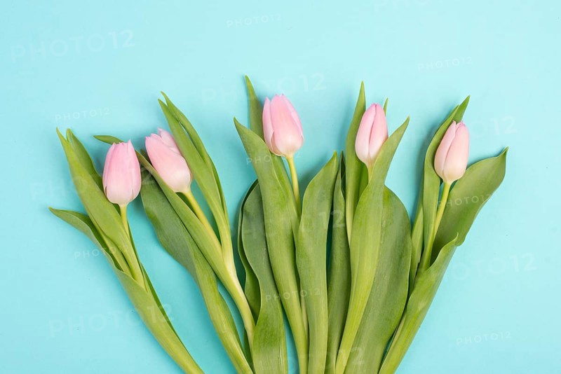 Tulips greeting card for mothers day, birthday, easter holiday, valentines day, spring season, pastel color