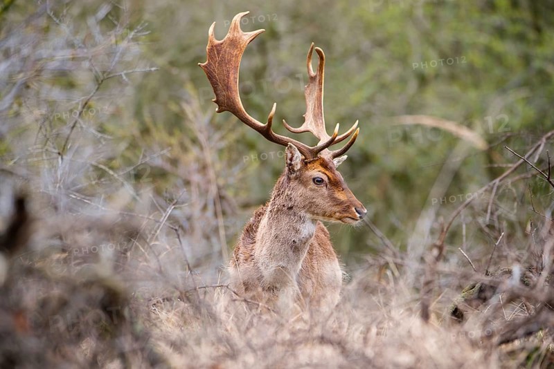 Red deer stag with antlers in spring, forest of Amsterdamse Waterleidingduinen in the Netherlands, wildlife in the woodland