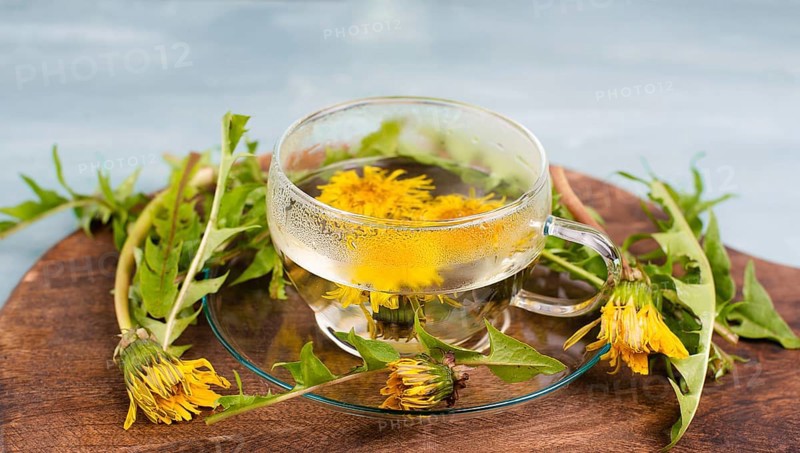 Dandelion wildflower tea, glass with herbal hot drink, alternative medicine for detox, leaves and flowers