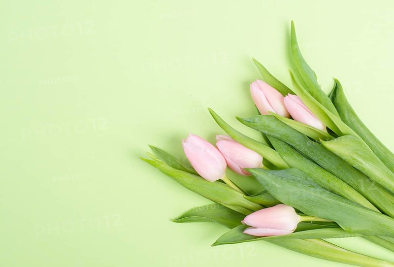 Tulips greeting card for birthday, easter holiday, valentines day, mothers day, spring season