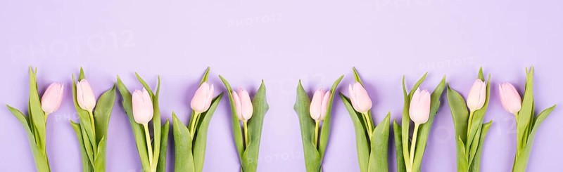 Tulips greeting card for birthday, easter holiday, valentines day, mothers day, spring season