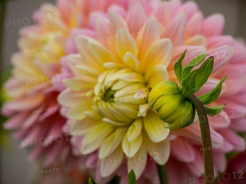 Yellow-pink chrysanthemum and bud in the foreground with a blurred background, Legden, münsterland, westphalia, germany