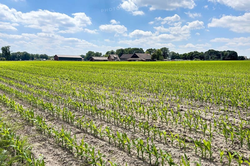 Field with plants of young corn (Zea mays) young maize plants growing on maize field, visible furrows in the foreground, farm in the background, North Rhine-Westphalia, Germany, Europe