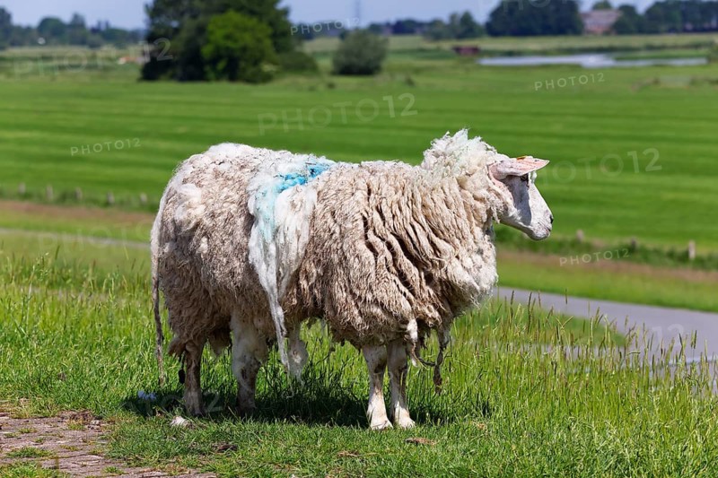 Domestic sheep (Ovis gmelini aries) on dyke in thick sheepskin in front of shearing, Wedeler Elbmarsch, Wedel, Schleswig-Holstein, Germany, Europe