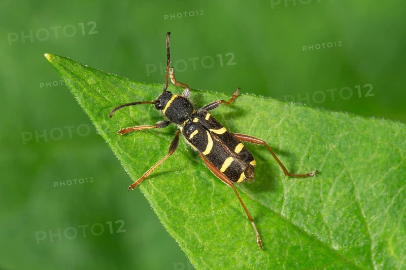 Common ram (Clytus arietis) sitting on a leaf, Baden-Württemberg, Germany, Europe