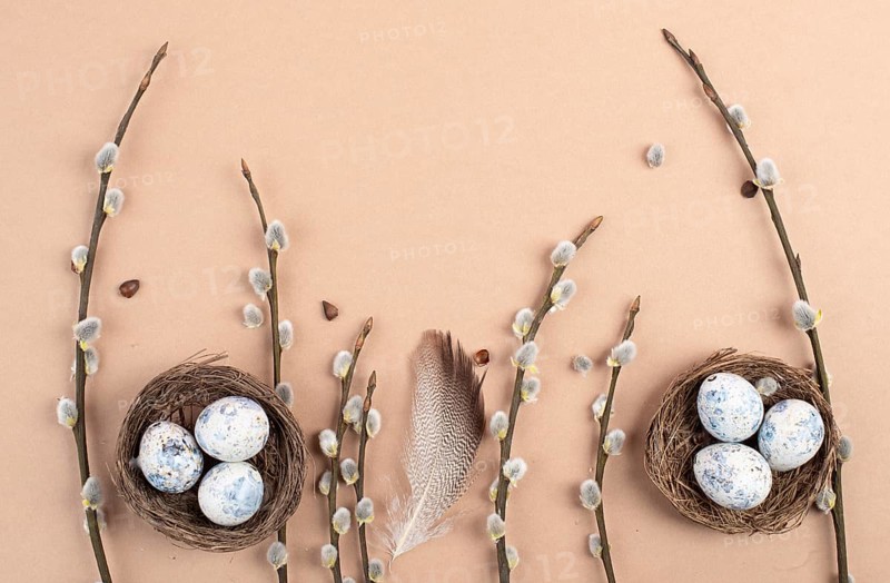 Easter holiday background, nest with small eggs, branches of pussy willow, greeting card, spring season, earth color, copy space for text
