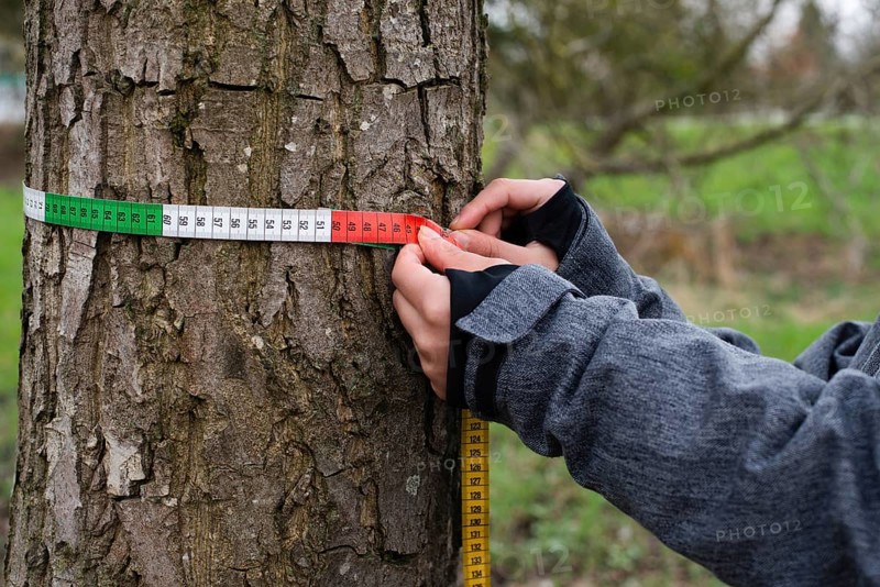 Ranger measures tree circumference with a tape, inspection by a forester in the spring, wood industry, environmental conversation