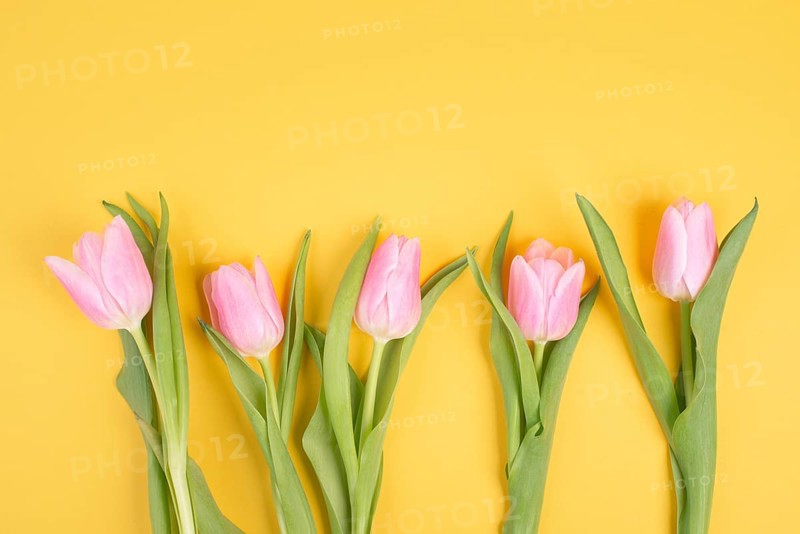 Pink tulips greeting card for birthday, easter holiday, womens day, mothers day, floral background with copy space for text, spring season