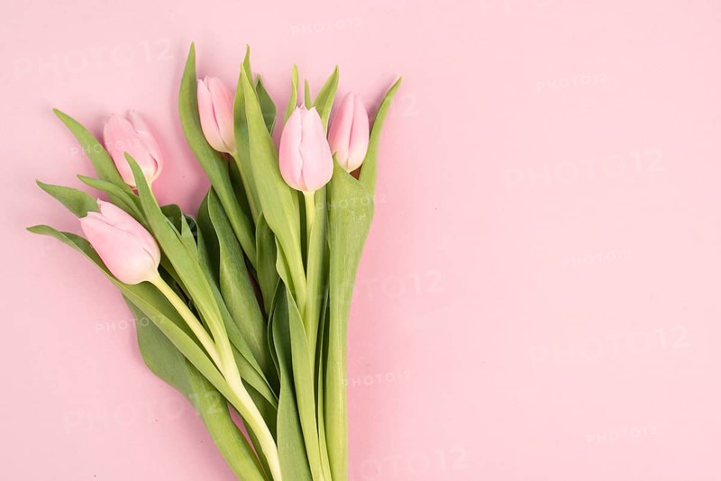 Pink tulips greeting card for birthday, easter holiday, womens day, mothers day, floral background with copy space for text, spring season