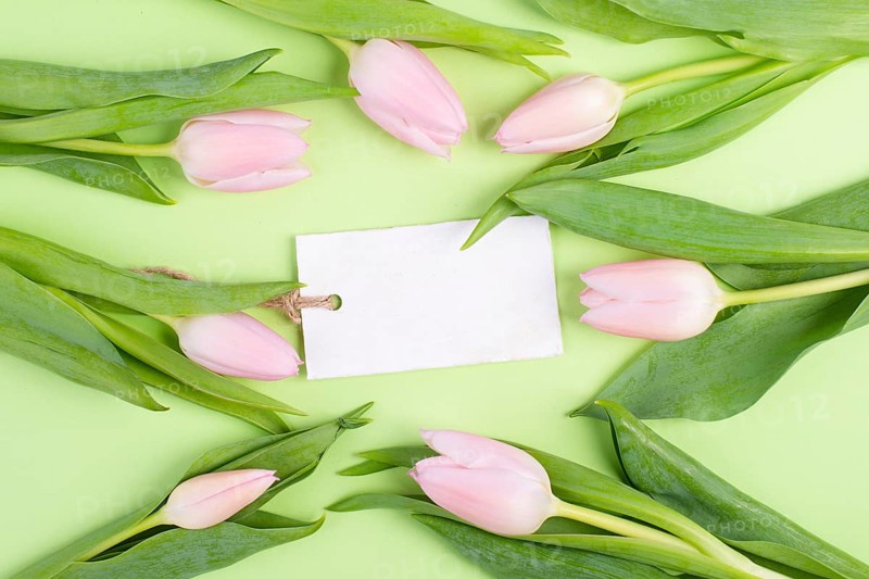 Pink tulips greeting card for birthday, easter holiday, womens day, mothers day, floral background with copy space for text, spring season
