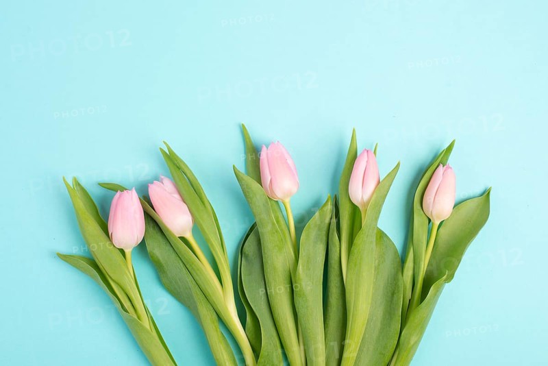 Pink tulips greeting card for birthday, easter holiday, womens day, mothers day, floral background with copy space for text, spring season