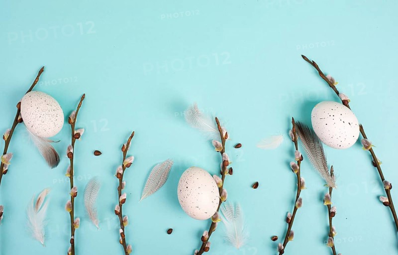 Easter holiday background, nest with small eggs, branches of pussy willow, greeting card, spring season, blue color, copy space for text