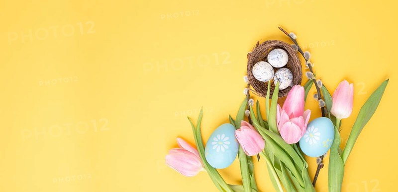 Nest with small eggs and pink tulips on a yellow colored background, easter holiday greeting card, spring season