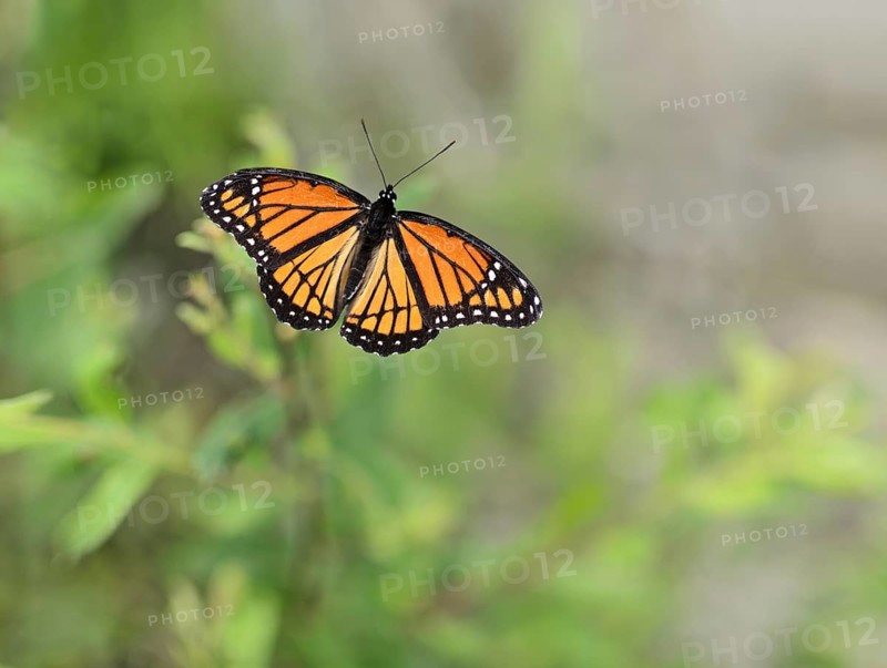 Beautiful Viceroy Butterfly Limenitis archippus full view outdoors from above wings spread open. Close up full butterfly in focus with garden meadow behind in a blur. Can be cut out. Order: Lepidoptera, Superfamily: Papilionoidea, Family: Nymphalidae, Subfamily: Limenitidinae