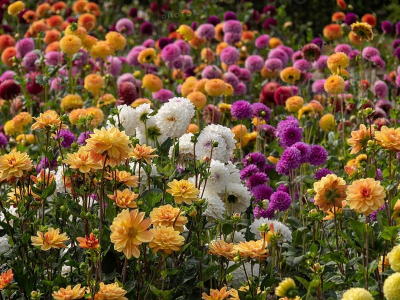 Flower field with a variety of colourful dahlias in pastel colours in full bloom, Legden, münsterland, North Rhine-Westphalia, Germany, Europe