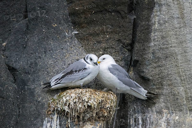 Black-legged kittiwake (Rissa tridactyla) adult with juvenile on nest on rock ledge in sea cliff at seabird colony in August, Svalbard, Spitsbergen
