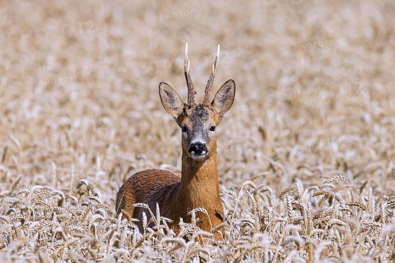 European roe deer (Capreolus capreolus) buck, male during the rut in wheat field, cornfield in summer