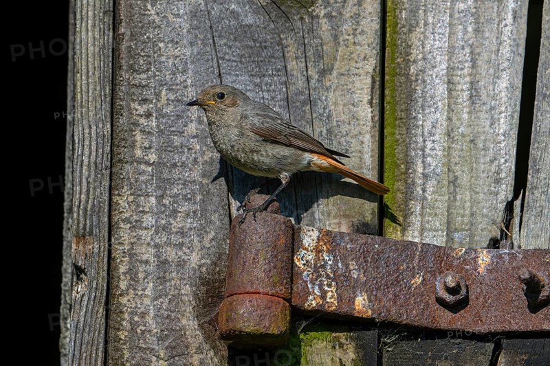Black redstart (Phoenicurus ochruros gibraltariensis) female, first calendar year male perched on rusty hinge of weathered barn door, shed in spring