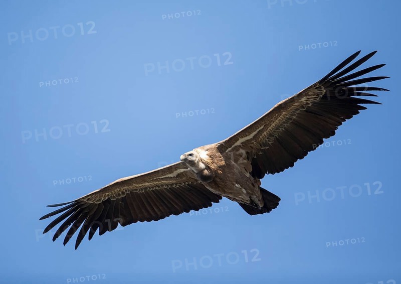 Griffon vulture (Gyps fulvus), Monfragüe National Park, Extremadura, Castilla La Mancha, Spain, Europe