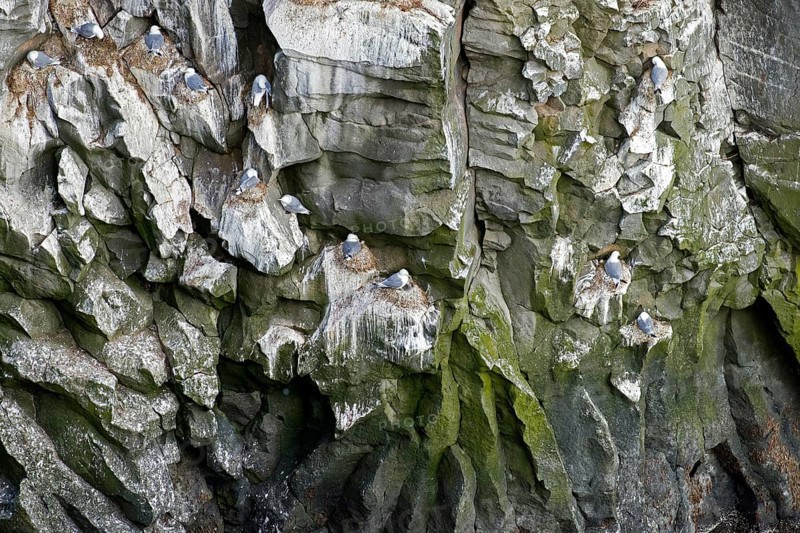 Seabird breeding colony of black-legged kittiwakes (Rissa tridactyla) nesting on rock ledges in sea cliff in summer, Svalbard, Spitsbergen, Norway, Europe