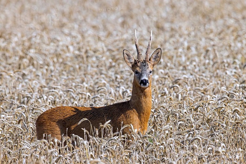 European roe deer (Capreolus capreolus) buck, male during the rut in wheat field, cornfield in summer