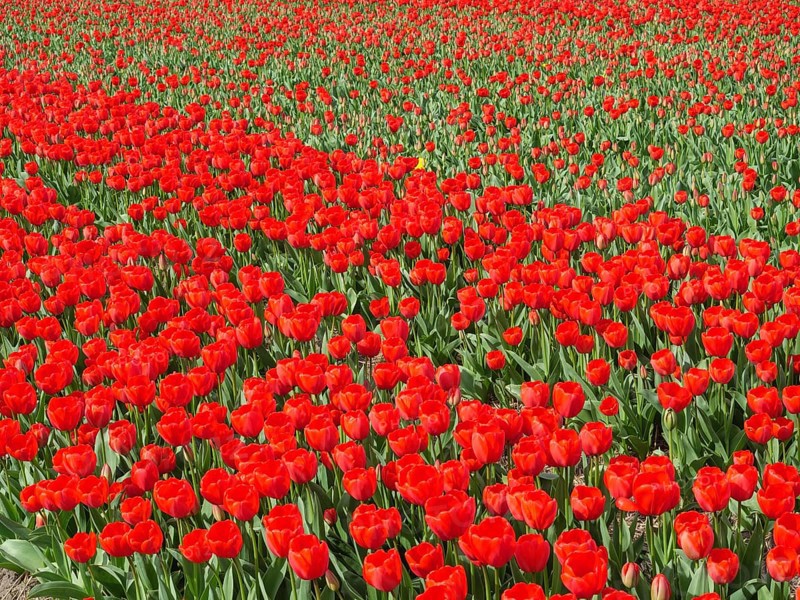 A wide field of tulips with masses of red flowers stretching to the horizon, amsterdam, holland, netherlands