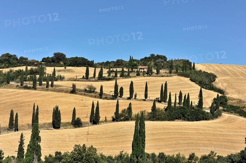 Cypress avenue La Foce, Tuscany, Italy, Europe, row of cypresses along rolling hills under a clear sky, Tuscany, Europe