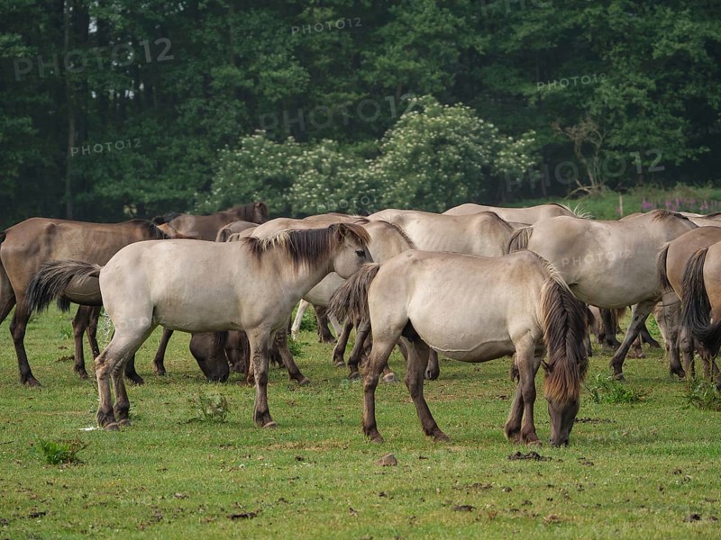 Group of horses grazing in a spacious pasture surrounded by trees and natural greenery, merfeld, münsterland, germany