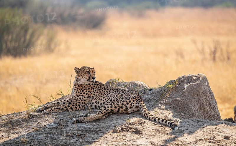 Relaxing Cheetah in the Kruger National Park, South Africa during winter season