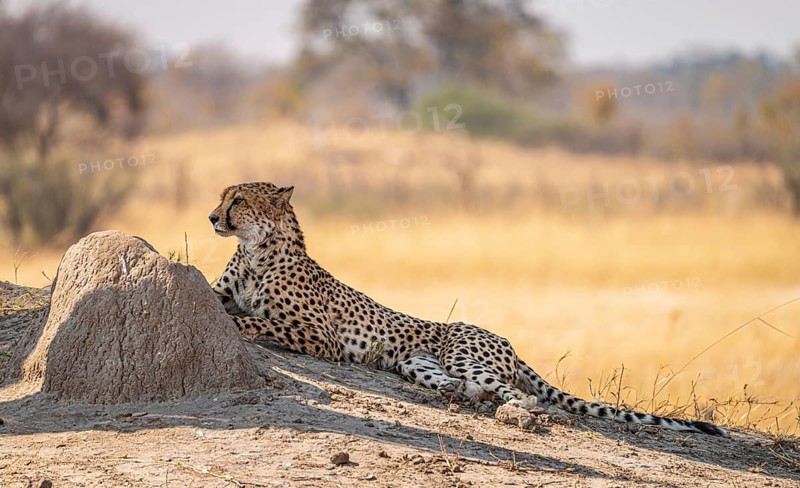 Cheetah in the Kruger National Park, South Africa during winter season
