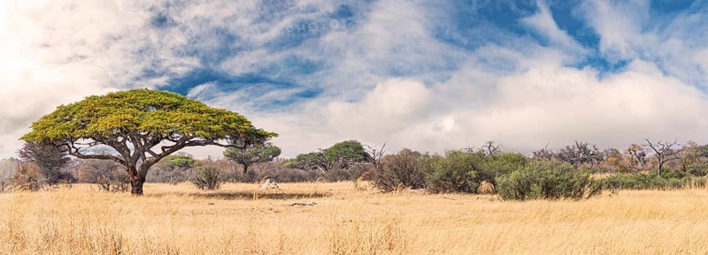 African landscape in the Hwange National Park, Zimbabwe at a sunny day