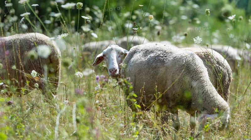 Flock of Sheeps (selective focus) on a meadow at a hot summer day