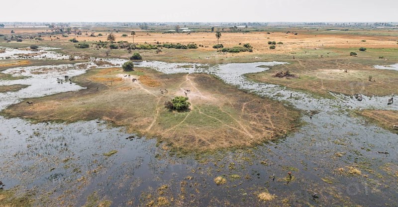 Wildlife in the Okavango Delta (aerial view from a helicopter)