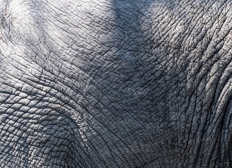 Skin of African Elephant (Loxodonta Africana) at Kruger National Park, South Africa, close-up shot, Africa