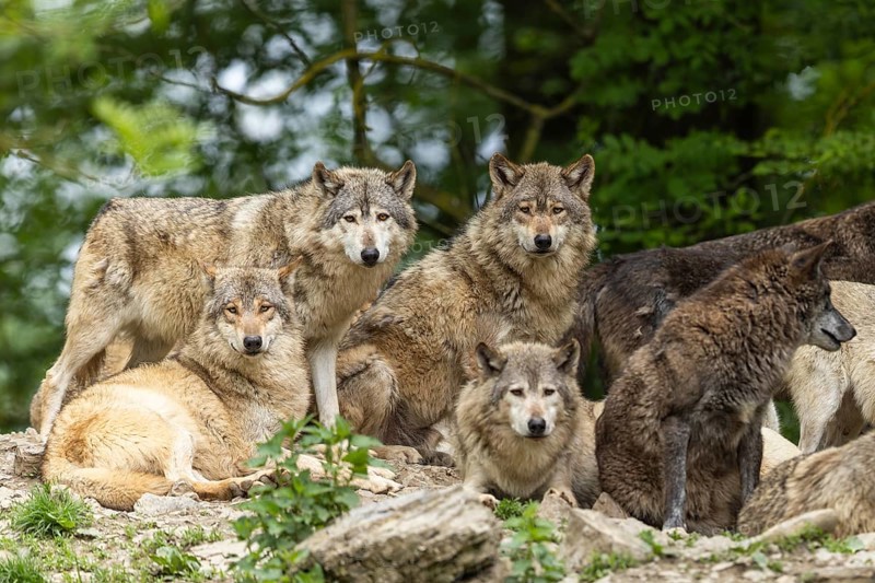 A group of wolves showing pack behaviour in a natural environment, posing together, Timber wolf, American wolf (Canis lupus occidentalis)