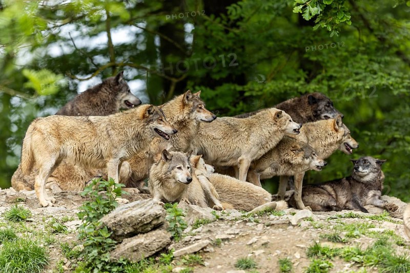 A group of wolves gather in a clearing in the forest, showing pack behaviour, Timberwolf, American wolf (Canis lupus occidentalis)