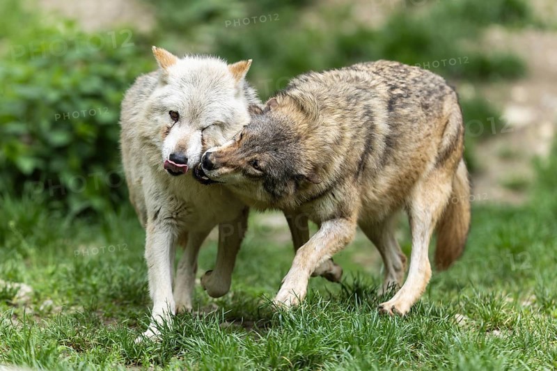 Two wolves in close interaction in a green, natural forest landscape, Timber wolf, American wolf (Canis lupus occidentalis)
