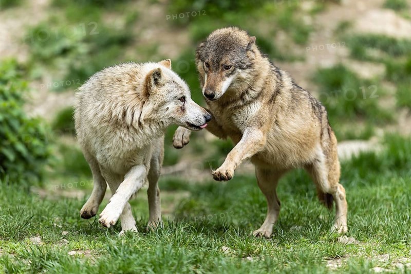 Two wolves in friendly interaction in a green, natural forest environment, Timberwolf, American wolf (Canis lupus occidentalis)