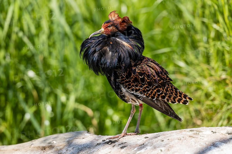 A bird with striking plumage sits on a stone in the middle of a green meadow, ruff (Calidris pugnax, Syn.: Philomachus pugnax) courtship display