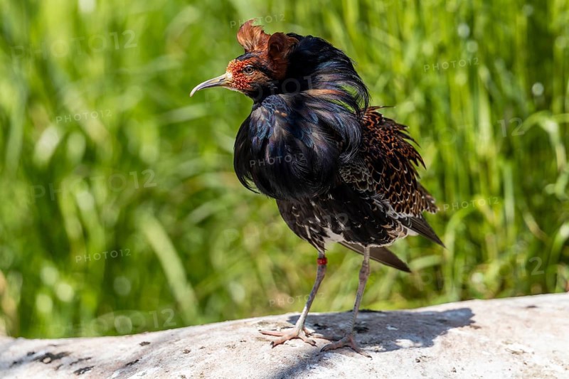 A bird with brown and black feathers stands on a stone in the meadow, ruff (Calidris pugnax, syn.: Philomachus pugnax) courtship displays